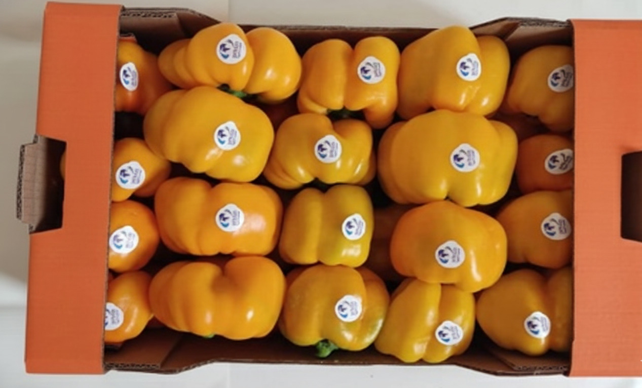 Poivrons Rouge, Jaune et Orange